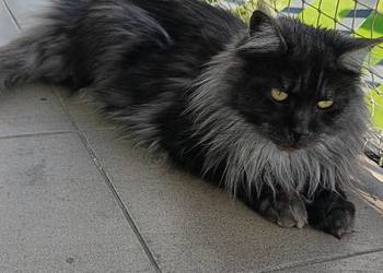 Kotka Maine coon szuka nowego domu