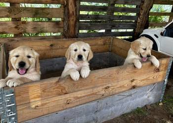 GOLDEN RETRIEVER – SZCZENIĘTA SZUKAJĄ KOCHAJĄCYCH DOMÓW