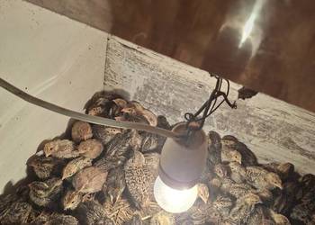 Sprzedam przepiórki tygodniowe