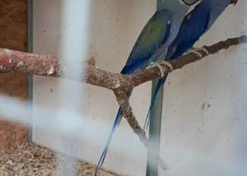 Aleksandretta, Aleksandretty obrożne. Częściowa Likwidacja.