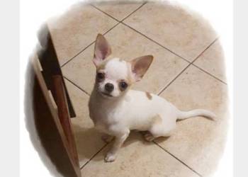 Chihuahua śliczny odchowany piesek biały w łatki