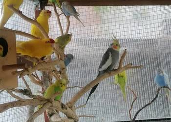 Papugi faliste i kozy