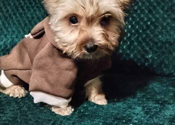 Yorkshire terrier chłopiec mini