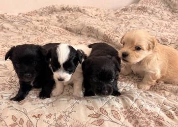 Suczki i piesek Maltipoo F1B z rodowodem szukają kochających domów ?