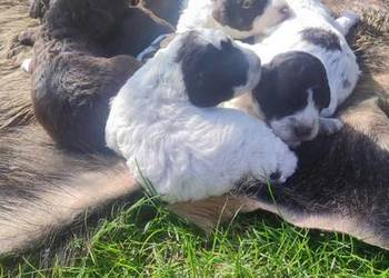 Lagotto Romagnolo Zakątek Bystrego FCI
