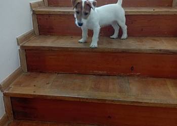 Szczeniak Jack Russell terrier szorstkowłosy