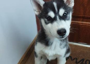 Słodki Husky szczeniak szukający szczęśliwego domu