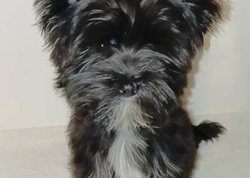 Boy Yorkshire Terrier XXS Black