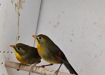 Słowik chiński para