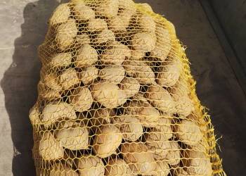 Ziemniaki jadalne Soraya żółte worek 15 kg -20 zl