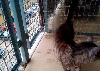 OCHRONA BALKONU SIATKA BEZINWAZYJNY MONTAŻ Warszawa Siatka Na Ptaki Balkon OCHRONA BALKONU SIATKA BEZINWAZYJNY MONTAŻ Warszawa Siatka Na Ptaki Balkon