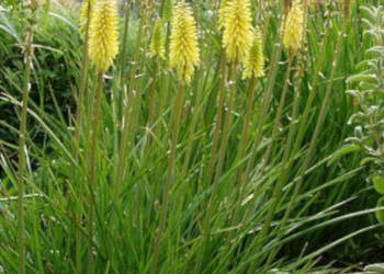 TRYTOMA CYTRYNOWA Kniphofia - sadzonki w doniczkach