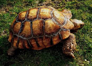 Duże Żółwie pustynne (Centrochelys sulcata) - piękne, dorosłe osobniki Katowice
