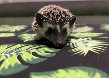 Jeż pigmejski Samiczka – ciekawska i towarzyska| transport cały kraj 500 zł