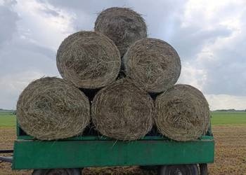 siano bele 120cm