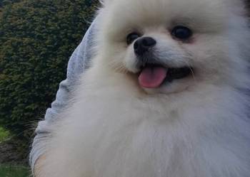 Pomeranian -reproduktor