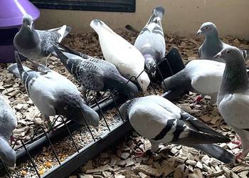 Gołębie pocztowe oddam likwidacja