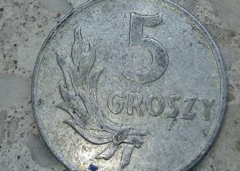 POLSKA 5 GROSZY 1949 r-bz-AL-RZADKA