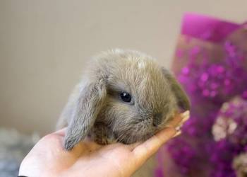 mini lop króliczek miniaturka karzełek