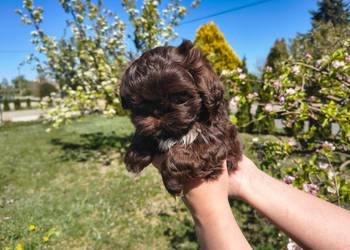 Shihtzu Shih TZU Choco Czekoladowy