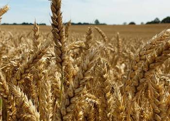 Pszenica, owies