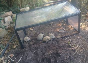Sprzedam terrarium