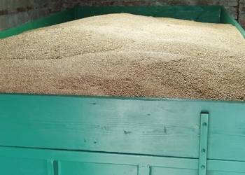 Sprzedam pszenżyto 2025