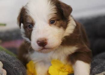 Border Collie szczenieta