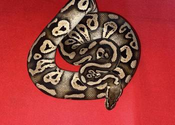 Pyton królewski - dorosła samica Phantom het Closn