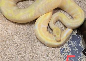 Boa cesarskie i pytony królewskie