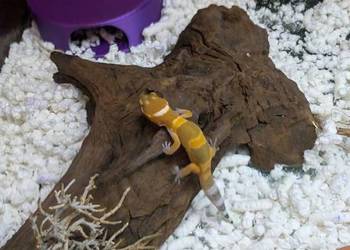 Eublefarki lamparcie z mojej hodowli