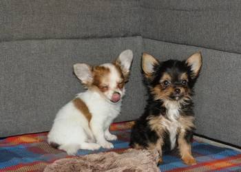 Chihuahua piesek komplet szczepien
