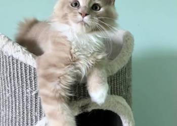 Maine Coon - Rudo biały  !