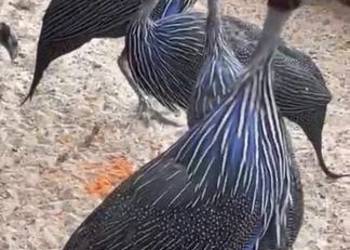 Perlice sępię ptaki egzotyczne