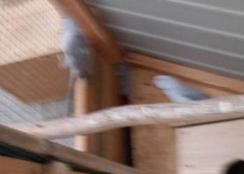 Papugi alekssandreta obrożne 2 samice