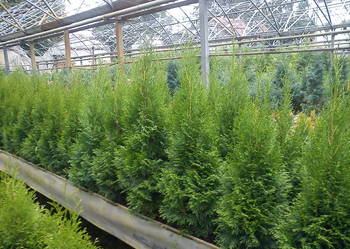 Tuja Szmaragd,Thuja Smaragd,Szmaragdowe w doniczkach