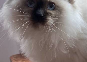 Kocurek ragdoll  prawdziwy międzynarodowy rodowód