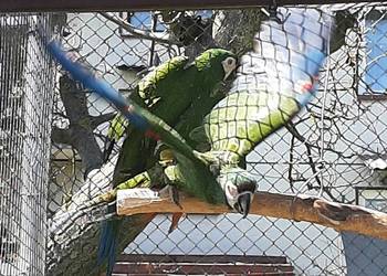 Ary severa para lęgowa