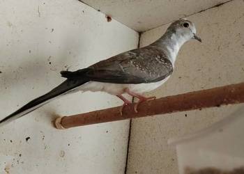 Gołąbki diamentowe szeki 2025r