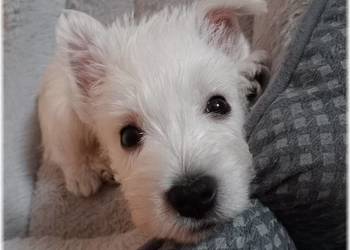 West Highland White Terrier | DNA CMO-0, westie 2025 ZKwP FCI