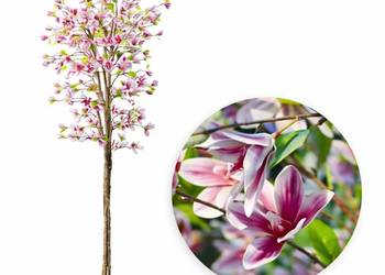 Sztuczna Magnolia 180 cm Realistyczna - Drzewko Dekoracyjne Premium