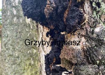 Czaga Błyskoporek podkorowy (Inonotus obliquus)