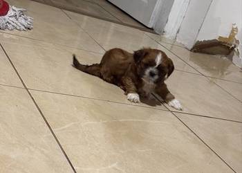 Suczka shih tzu