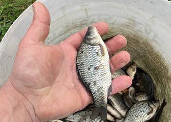 Karaś na żywca lub do zarybien