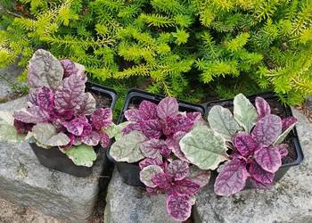 Dąbrówka rozłogowa BURGUNDY GLOW