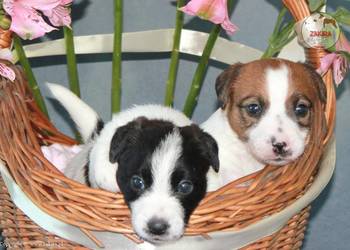 Szczenię Jack Russell Terrier Jesień 2026