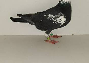 Gołębie pocztowe likwidacja hodowli