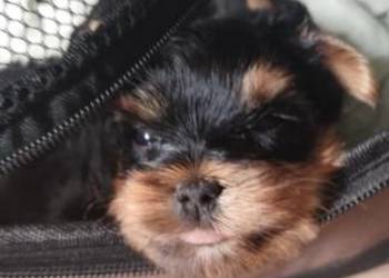 York yorki Yorkshire terier rasowa piękna suczka