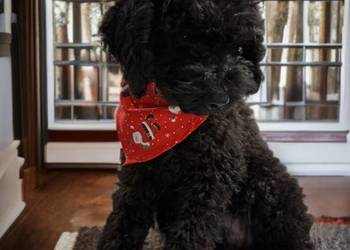 "BENEK" Pudel Miniaturowy