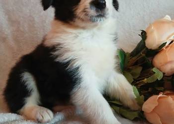 Border collie piesek